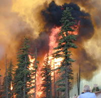 Forest Fire